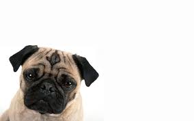 100 pug dog pictures wallpapers com