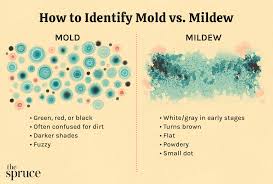 how to identify mold vs mildew in your