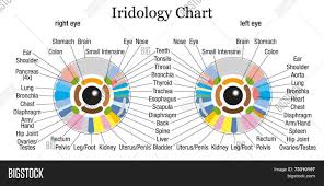 Iridology Chart White Vector Photo Free Trial Bigstock