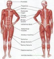 More often they work in groups to produce precise movements. Human Body Muscle Diagram Human Body Muscles Muscle Diagram Human Muscular System