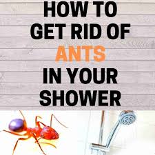 how to get rid of ants in the shower