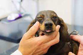 blepharitis in dogs a common cause of