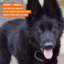 Overall, the price of a purebred german shepherd puppy can be somewhere in the range of $1,500 to $5,000. Black German Shepherds Genetics Prices Breeders Free Guide
