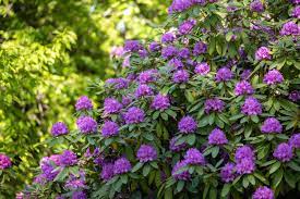 9 flowering evergreen shrubs for lovely
