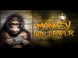 monkey wallpaper monkey you