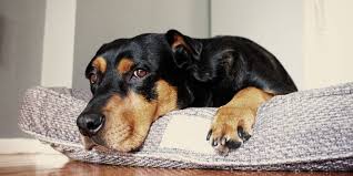 14 best dog beds in 2024 according to