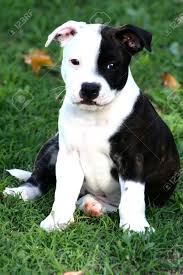 Acceptable colors include red, fawn, white, black, any shade of brindle, and blue, with or without white. Staffordshire Bull Terrier Puppy With Black Eye Patch Stock Photo Picture And Royalty Free Image Image 1424705