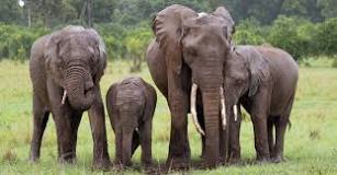 what-is-a-herd-of-elephants-called