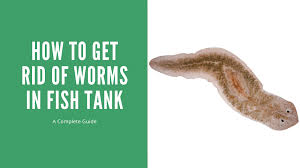 worms in fish tank your id guide for