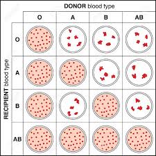 What Blood Types Match