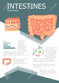Human Intestines Infographic Poster With Chart Diagram And Icon