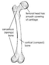 structure and composition of bone