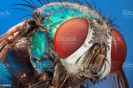 Blow Fly Bajo Macro De Microscopio Aislado Sobre Fondo Azul Foto de stock y  más banco de imágenes de Mosca - Insecto - iStock
