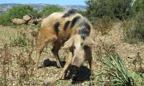 Ancient Pigs Endured A Complete Genomic Turnover After They