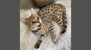 Tijgerkat' serval blijkt populair huisdier, maar ze zijn niet alleen leuk  en schattig | RTL Nieuws