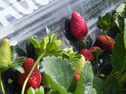 strawberries will be left in the fields