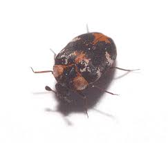 carpet beetles anthrenus picture insect