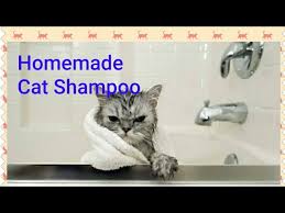 homemade flea shoo for cats you
