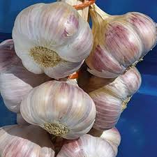 Closely related to leeks, elephant garlic has a couple of similarities and differences when compared to regular garlic. Live Seeds Garlic Seeds Pack Of 30 Cloves From 3 Bulbs Edenrose Garlic Planting Now Amazon Co Uk Garden Outdoors