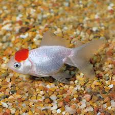 Tropical Fish For Freshwater Aquariums Red Cap Oranda Goldfish