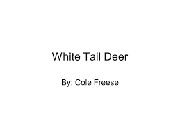 White Tail Deer By Cole Freese Classification Common Name