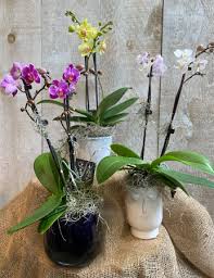 Double Stem Orchids Potted In Toronto