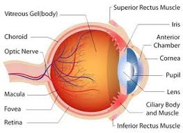 anatomy of the eye hummel eye