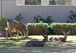 17 Solutions To Keep Deer Off Your Property