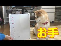 Cooperative Shiba Inu Engages In A Handshake Height