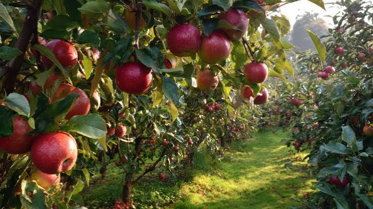 Apple Picking Near Ottawa | Mountain Orchards