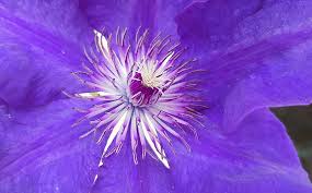 62 Purple Flower Types With Pictures Flowerglossary Com