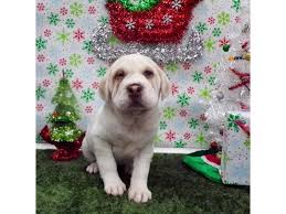 Find puppies in your area and helpful tips and info. Mini Walrus Dog Female Cream And White 2562130 Petland Orlando South