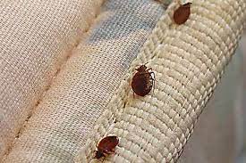3 ways bed bugs spread at holidays
