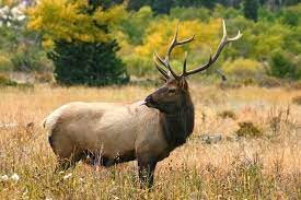 age of an elk