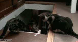 cat pushes friend down stairs best