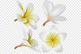 frangipani flower frangipani white