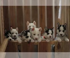 Husky puppies are mischevious and loyal pack animals. View Ad Siberian Husky Litter Of Puppies For Sale Near California Tracy Usa Adn 169165