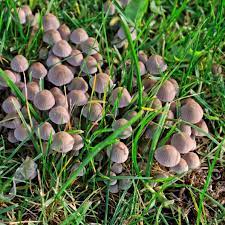 What Causes Mushrooms In My Lawn Scotts