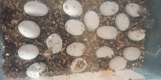 do all lizards lay eggs find the fact
