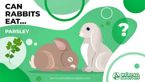 can rabbits eat parsley we re all