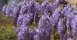Grows and flowers best in full sun, partial shade. Wisteria Vine Care Tips On Growing The Wisteria Plant