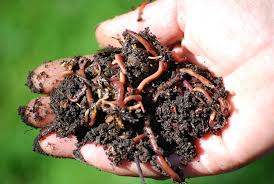 挖洞和進食讓土壤更健康研究：「蚯蚓國」每年貢獻1.4億噸糧食| 環境資訊中心