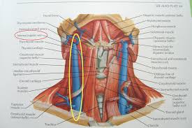 In the neck are the thyroid and parathyroid glands, that secrete hormones that control metabolism and blood calcium levels. The Back Of Head Neck Muscles Anatomy Page 1 Line 17qq Com