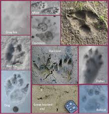 Poultry Predator Identification A Guide To Tracks And Sign