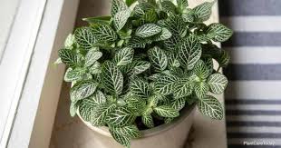 Are Fittonia Plants Poisonous Or Toxic