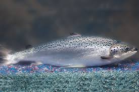 First Genetically Engineered Salmon Sold In Canada