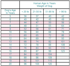 Lifespans Of Dogs Compared To Humans