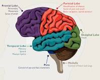 Image result for icd-10 code for brain cancer