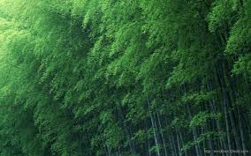 Bamboo Forest Green Wallpaper Windows 10 Wallpapers