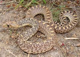 Snake bites do not particularly hurt, especially with a snake the size of a gopher. Gopher Snake Facts Live Science